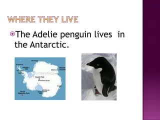 The Adelie penguin lives  in  the Antarctic. 