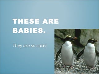 THESE ARE BABIES.  They are so cute! 