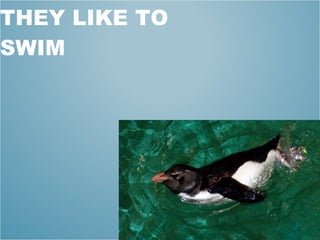 THEY LIKE TO SWIM 