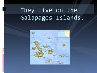 They live on the Galapagos Islands. 