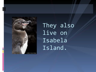 They also live on Isabela Island. 
