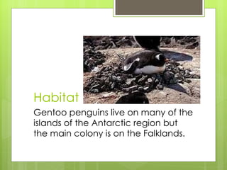 Habitat Gentoo penguins live on many of the islands of the Antarctic region but the main colony is on the Falklands. 