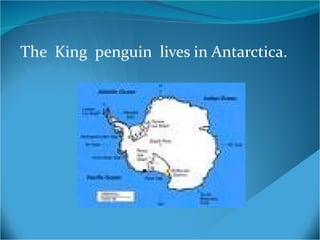 The  King  penguin  lives in Antarctica . 