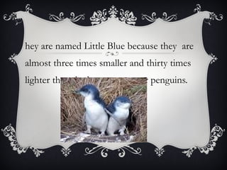 They are named Little Blue because they  are  almost three times smaller and thirty times lighter than the largest emperor penguins. 