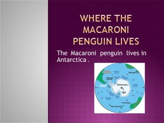 The   Macaroni  penguin  lives in   Antarctica  .  