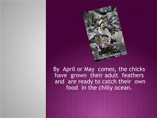 By  April or May  comes, the chicks  have  grown  their adult  feathers  and  are ready to catch their  own food  in the chilly ocean.  