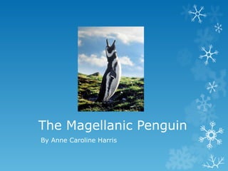 The Magellanic Penguin By Anne Caroline Harris  