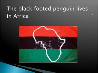 The black footed penguin lives in Africa 