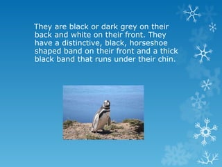 They are black or dark grey on their back and white on their front. They have a distinctive, black, horseshoe shaped band on their front and a thick black band that runs under their chin.  