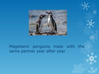 Magellanic penguins mate with the same partner year after year . 