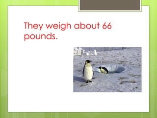 They weigh about 66 pounds. 
