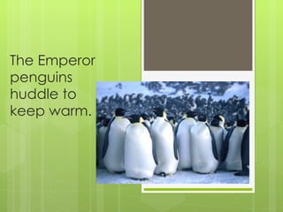 The Emperor penguins huddle to keep warm.  