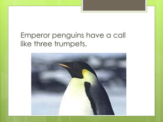 Emperor penguins have a call like three trumpets. 