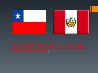 Peruvian penguins weigh about 9.3 pounds and are about 25.5 inches tall. They live in and off the coasts of Peru and Chile . 