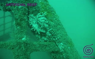 ARTIFICIAL REEF
 