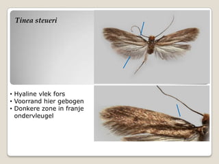Tinea steueri




• Hyaline vlek fors
• Voorrand hier gebogen
• Donkere zone in franje
  ondervleugel
 