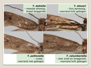 T. dubiella                  T. steueri
     - meestal afwezig;           - fors aanwezig,
       breed langgerekt     voorrand licht gebogen




        T. pellionella             T. columbariella
              - ovaal,    - zeer smal en langgerekt,
voorrand niet gebogen         voorrand licht gebogen
 