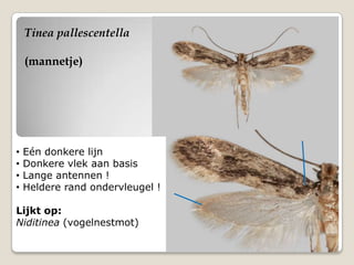 Tinea pallescentella

    (mannetje)




•   Eén donkere lijn
•   Donkere vlek aan basis
•   Lange antennen !
•   Heldere rand ondervleugel !

Lijkt op:
Niditinea (vogelnestmot)
 
