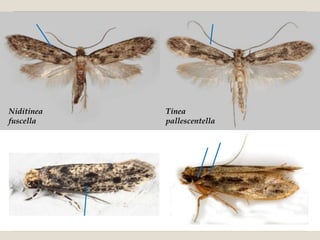 Niditinea   Tinea
fuscella    pallescentella
 