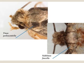 Tinea
pallescentella




                 Niditinea
                 fuscella
 