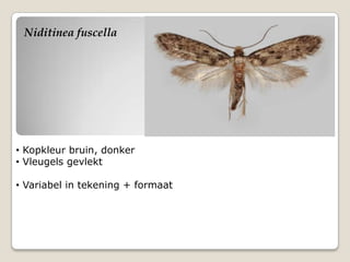 Niditinea fuscella




• Kopkleur bruin, donker
• Vleugels gevlekt

• Variabel in tekening + formaat
 