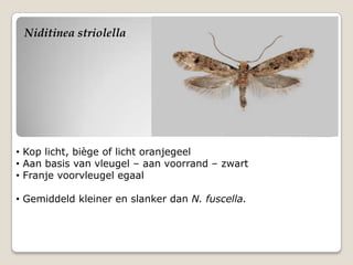 Niditinea striolella




• Kop licht, biège of licht oranjegeel
• Aan basis van vleugel – aan voorrand – zwart
• Franje voorvleugel egaal

• Gemiddeld kleiner en slanker dan N. fuscella.
 