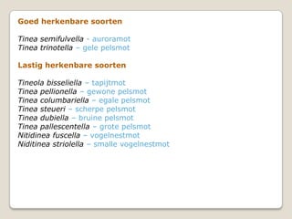 Goed herkenbare soorten

Tinea semifulvella - auroramot
Tinea trinotella – gele pelsmot

Lastig herkenbare soorten

Tineola bisseliella – tapijtmot
Tinea pellionella – gewone pelsmot
Tinea columbariella – egale pelsmot
Tinea steueri – scherpe pelsmot
Tinea dubiella – bruine pelsmot
Tinea pallescentella – grote pelsmot
Nitidinea fuscella – vogelnestmot
Niditinea striolella – smalle vogelnestmot
 