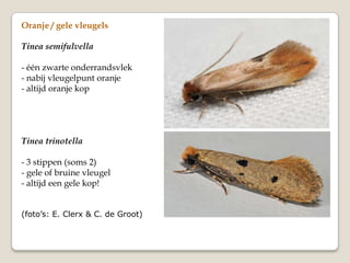 Oranje / gele vleugels

Tinea semifulvella

- één zwarte onderrandsvlek
- nabij vleugelpunt oranje
- altijd oranje kop




Tinea trinotella

- 3 stippen (soms 2)
- gele of bruine vleugel
- altijd een gele kop!


(foto’s: E. Clerx & C. de Groot)
 