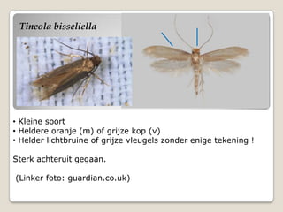 Tineola bisseliella




• Kleine soort
• Heldere oranje (m) of grijze kop (v)
• Helder lichtbruine of grijze vleugels zonder enige tekening !

Sterk achteruit gegaan.

(Linker foto: guardian.co.uk)
 