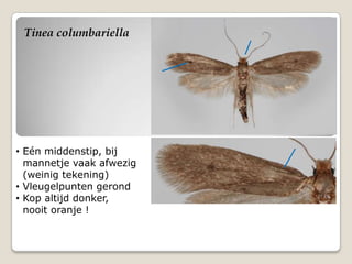 Tinea columbariella




• Eén middenstip, bij
  mannetje vaak afwezig
  (weinig tekening)
• Vleugelpunten gerond
• Kop altijd donker,
  nooit oranje !
 