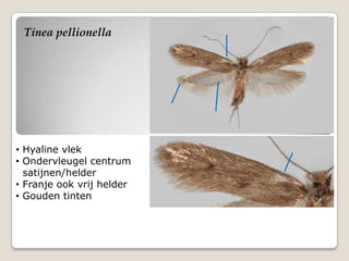 Tinea pellionella




• Hyaline vlek
• Ondervleugel centrum
  satijnen/helder
• Franje ook vrij helder
• Gouden tinten
 
