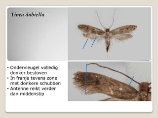 Tinea dubiella




• Ondervleugel volledig
  donker bestoven
• In franje tevens zone
  met donkere schubben
• Antenne reikt verder
  dan middenstip
 
