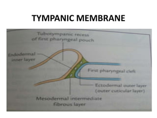 TYMPANIC MEMBRANE
 