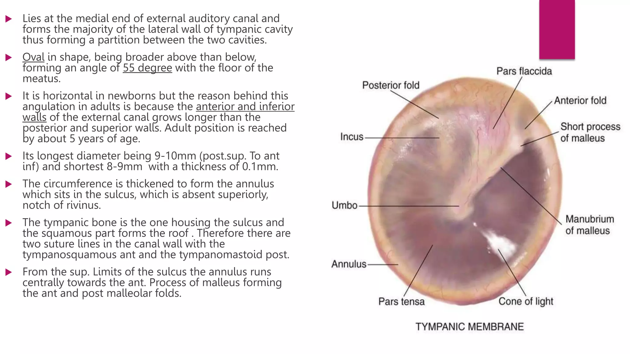 Tympanic Membrane pptx