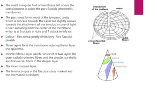  The small triangular fold of membrane left above the
lateral process is called the pars flaccida (sharpnell’s
membrane)
 The pars tensa forms most of the tympanic cavity
which is concave towards the canal but slightly convex
towards the attachment of the annulus, a cone of light
is seen radiating from the center of the membrane
which is at 5 o’clock in right and 7 o’clock in left ear.
 Colour:- Pars tensa: pearly white/grey Pars flaccida:
pinkish
 Three layers form the membrane outer epithelial layer
the epidermis.
 middle firbrous layer which consist of of two layers the
outer radially oriented fibers and the circular, parabolic
and transverse fibers in the deeper layer.
 The inner mucosal layer.
 The lamina propia in the flaccida is less marked and
the orientation is random.
 