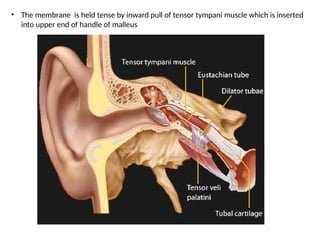 Tympanic Membrane pptx Explanation Of Tym PPTX tympanic-membrane-pptx-explanation-of-tym-pptx