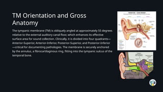 Documenting Normal Tm Comprehensive Overview of the Tympanic Membrane: Structure, Function ...