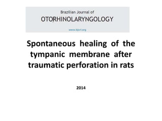 Spontaneous healing of the
tympanic membrane after
traumatic perforation in rats
2014
 