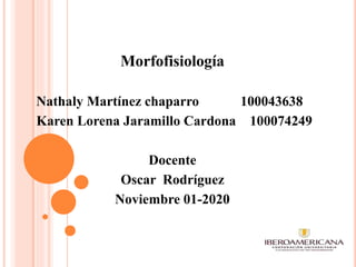 Morfofisiología
Nathaly Martínez chaparro 100043638
Karen Lorena Jaramillo Cardona 100074249
Docente
Oscar Rodríguez
Noviembre 01-2020
 