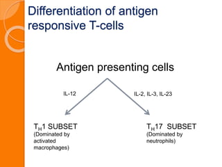 Differentiation of antigen
responsive T-cells
Antigen presenting cells
TH17 SUBSET
(Dominated by
neutrophils)
TH1 SUBSET
(Dominated by
activated
macrophages)
IL-12 IL-2, IL-3, IL-23
 