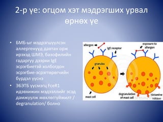 2-р үе: огцом хэт мэдрэгших урвал
өрнөх үе
• БМБ-ыг мэдрэгшүүлсэн
аллергенүүд давтан орж
ирэхэд ШМЭ, базофилийн
гадаргуу дээрхи IgE
эсрэгбиетэй холбогдон
эсрэгбие-эсрэгтөрөгчийн
бүрдэл үүснэ
• ЭБЭТБ үүсмэгц FceR1
идэвхижин мэдээллийг эсэд
дамжуулж мөхлөггүйжилт /
degranulation/ болно
 