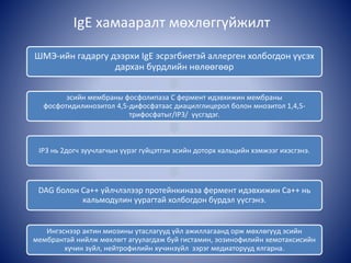 IgE хамааралт мөхлөггүйжилт
ШМЭ-ийн гадаргу дээрхи IgE эсрэгбиетэй аллерген холбогдон үүсэх
дархан бүрдлийн нөлөөгөөр
эсийн мембраны фосфолипаза С фермент идэвхижин мембраны
фосфотидилинозитол 4,5-дифосфатаас диацилглицерол болон мнозитол 1,4,5-
трифосфатыг/IP3/ үүсгэдэг.
IP3 нь 2догч зуучлагчын үүрэг гүйцэтгэн эсийн доторх кальцийн хэмжээг ихэсгэнэ.
DAG болон Ca++ үйлчлэлээр протейнкиназа фермент идэвхижин Са++ нь
кальмодулин уурагтай холбогдон бүрдэл үүсгэнэ.
Ингэснээр актин миозины утаслагууд үйл ажиллагаанд орж мөхлөгүүд эсийн
мембрантай нийлж мөхлөгт агуулагдаж буй гистамин, эозинофилийн хемотаксисийн
хүчин зүйл, нейтрофилийн хүчинзүйл зэрэг медиаторууд ялгарна.
 