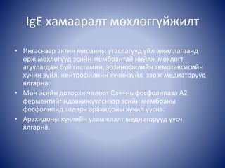 • Ингэснээр актин миозины утаслагууд үйл ажиллагаанд
орж мөхлөгүүд эсийн мембрантай нийлж мөхлөгт
агуулагдаж буй гистамин, эозинофилийн хемотаксисийн
хүчин зүйл, нейтрофилийн хүчинзүйл зэрэг медиаторууд
ялгарна.
• Мөн эсийн доторхи чөлөөт Ca++нь фосфолипаза А2
ферментийг идэвхижүүлснээр эсийн мембраны
фосфолипид задарч арахидоны хүчил үүснэ.
• Арахидоны хүчлийн уламжлалт медиаторууд үүсч
ялгарна.
IgE хамааралт мөхлөггүйжилт
 