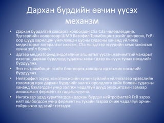 Дархан бүрдийн өвчин үүсэх
механзм
• Дархан бүрдэлтэй хавсарга холбогдон С5а С3а чөлөөлөгдөнө.
Эдгээриийн нөлөөгөөр ШМЭ Базофил Тромбоцинт эсийг цочроож, FcR-
оор шууд харилцан үйлчлэлцэн цусны судасны хананд үйлчлэх
медиаторыг ялгаралтыг ихэсэж, С5а нь эдгээр эсүүдийн хемотаксисын
хүчин зүйл болно.
• Эдгээр медиаторууд эндотелийн агшилтыг үүсгэн,нэвчимтгий чанарыг
ихэсгэн, дархан бүрдлүүд судасны ханан дээр нь сууж тунах нөхцлийг
бүрдүүлнэ.
• Энэ нь тромбоцит эсийн бөөгнөрөх,хавсарга идэвхжих нөхцлийг
бүрдүүлнэ.
• Нейтрофил эсүүд хемотаксисийн хүчин зүйлийн үйлчлэлээр үрэвслийн
голомтод ирж дархан бүрдлийг залгих оролдлого хийх боловч судасны
хананд бэхлэгдсэн учир залгиж чадалгүй шууд экзоцитозын замаар
лизосомын фермент ээ гадагшлуулна.
• Ингэснээр эдэд хурмтлагдсан дархан бүрдэл нейтрофилтай FcR ээрээ
нягт холбогдсон учир фермент нь тухайн газраа очиж чадалгүй орчин
тойрныхоо эд эсийг гэтээдэг.
 