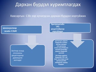 Дархан бүрдэл хуримтлагдах
Хавсаргын С3b ээр хучигдсан дархан бүрдэл хоргүйжих
мононуклеар
эсийн C3bR
Залгиур эсүүд
опсонины
рецептороор
дамжуулж
залгидаг
Эритроцитийн
CR1
рецептойроор
хоргүйждэг
эритроцит дархан
бүрдлийг холбон
цусаар зөөгдөн
элэг,дэлүүнд
очиж,тэнд байрших
эхтний мокрофаг
дархан бүрдлийг
залгинà
Ингэхдээ дархан
бүрдлийг CR1 тэй
хамт залгигдах учир
эритроцитийн
зөөвөрлөх чадвар
буурдаг.
 