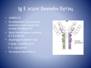 Ig E эсрэг биеийн бүтэц
• 190000 kD
• Үр хөврөлийн 11 дэх долоо
хоногоос ялгач эхэлдэг ба
ихсээр нэвтэрдэггүй.
• Эрүүл хүний цусны сийвэнд
0,1-0,3 мкг/л
• Эсрэгтөрөгч холбогч Fab
2 хүнд, 2 хөнгөн гинж
V C хэрчимтэй
• Тогтвортой фрагтент Fc
 