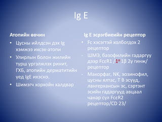 Ig E
Атопийн өвчин
• Цусны ийлдсэн дэх Ig
хэмжээ ихсэх-атопи
• Улирлын болон жилийн
турш үргэлжлэх ринит,
ГХБ, атопийн дерматитийн
үед IgE ихэснэ.
• Шимэгч хорхойн халдвар
Ig E эсрэгбиеийн рецептор
• Fc хэсэгтэй холбогдох 2
рецептор
- ШМЭ, базофилийн гадаргуу
дээр FcεR1 /1α 1β 2γ гинж/
рецептор
- Макорфаг, NK, эозинофил,
цусны ялтас, T B эсүүд,
лангерхансын эс, сэртэнт
эсийн гадаргууд авцаал
чанар сул FcεR2
рецептор/CD 23/
 