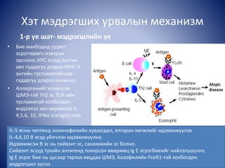 Хэт мэдрэгших урвалын механизм
1-р үе шат- мэдрэгшлийн үе
• Бие махбодид уурагт
эсрэгтөрөгч нэвтрэн
орсноос APC эсүүд залгин
авч гадаргуу дээрээ МНС-II
ангийн тусламжтайгаар
гадаргуу дээрээ илчилнэ.
• Аллергенийг илчилсэн
ШМЭ-тэй Th2 эс TCR-ийн
тусламжтай холбогдон
мэдээлэл авч өөрөөсөө IL-
4,5,6, 10, IFNα ялгаруулна
IL-5 ясны чөтгөнд эозинофилийн хуваагдал, ялгаран хөгжлийг идэвхижүүлэх
IL-4,6,10 В эсэд үйлчлэн идэвхижүүлнэ.
Идэвхижсэн В эс нь сийвэнт эс, санамжийн эс болно.
Сийвэнт эсүүд тухайн антигенд тохирсон өвөрмөц Ig E эсрэгбиеийг нийлэгшүүлнэ.
Ig E эсрэг бие нь цусаар тархах явцдаа ШМЭ, Базофилийн FceR1-тэй холбогдон
мэдрэгшил үүснэ
 