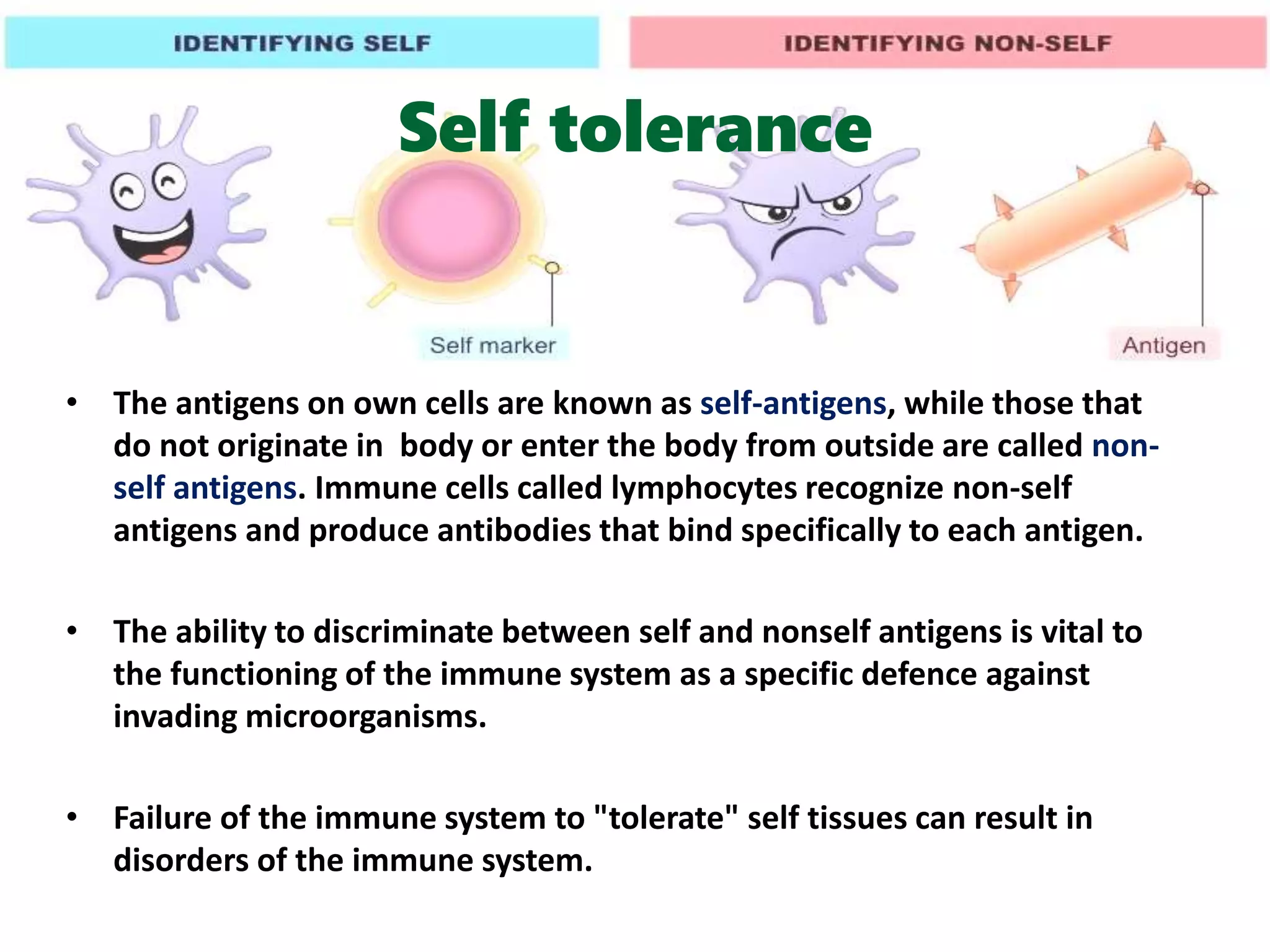 Self tolerance
• The antigens on own cells are known as self-antigens, while those that
do not originate in body or enter the body from outside are called non-
self antigens. Immune cells called lymphocytes recognize non-self
antigens and produce antibodies that bind specifically to each antigen.
• The ability to discriminate between self and nonself antigens is vital to
the functioning of the immune system as a specific defence against
invading microorganisms.
• Failure of the immune system to "tolerate" self tissues can result in
disorders of the immune system.
 