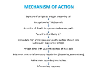 MECHANISM OF ACTION
Exposure of antigen to antigen presenting cell
Recognition by T-Helper cells
Activation of B- cells into plasma and memory cells
Secretion of antibody IgE
IgE binds to high affinity receptors on the surface of mast cells
Subsequent exposure of antigen
Antigen binds with IgE on the surface of mast cells
Release of primary inflammatory metabolites ( histamine, serotonin etc)
Activation of secondary metabolites
Inflammatory response
 